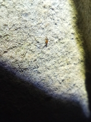 Entomobrya nigrocincta