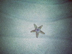 Astropecten