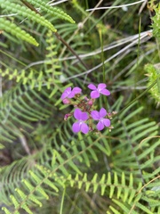 Stylidium