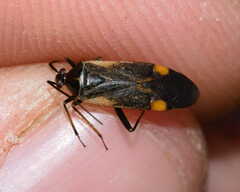 Adelphocoris seticornis