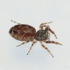 Pelegrina proterva