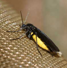 Sciara hemerobioides