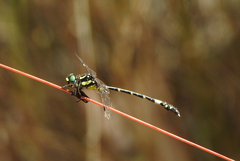 Austroepigomphus praeruptus