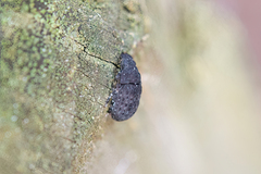 Euparius marmoreus