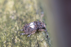 Toxonotus cornutus