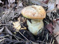 Suillus caerulescens
