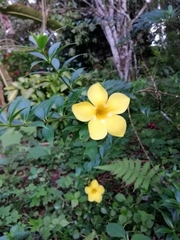 Allamanda schottii