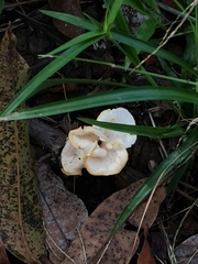 Favolus brasiliensis