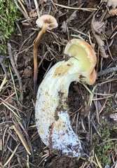 Suillus caerulescens