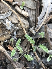 Phacelia tanacetifolia