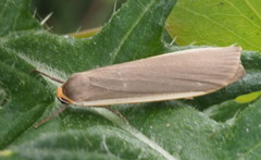 Palaeosia bicosta