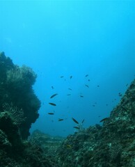 Thalassoma lucasanum