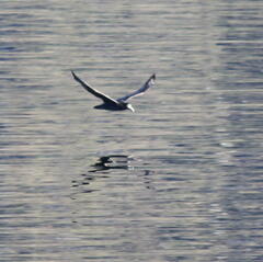 Macronectes giganteus