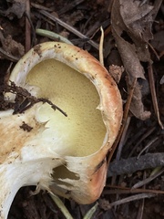 Suillus caerulescens