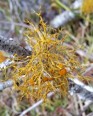 Teloschistes exilis