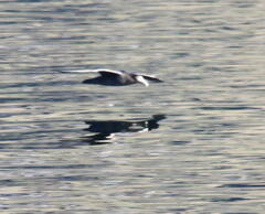 Macronectes giganteus