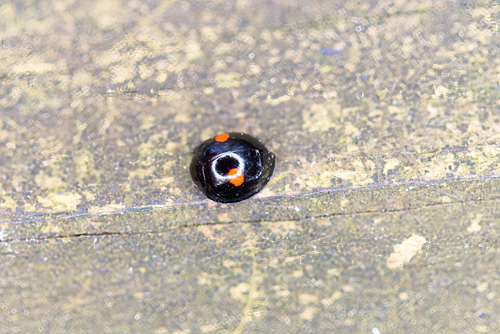 Twice-stabbed Lady Beetle photographed in Tennessee