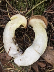 Suillus caerulescens