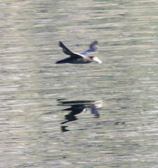 Macronectes giganteus