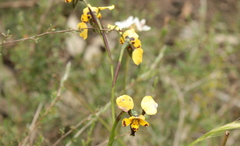Diuris pardina