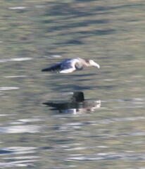 Macronectes giganteus