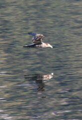 Macronectes giganteus