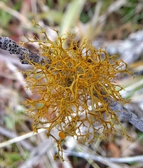 Teloschistes exilis