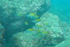 Haemulon scudderii