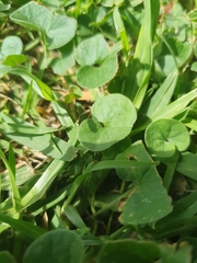 Dichondra repens