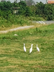 Bubulcus ibis coromandus