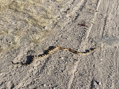 Pituophis vertebralis