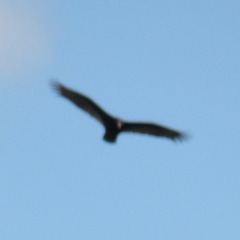 Cathartes aura septentrionalis