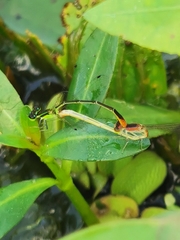 Agriocnemis pygmaea