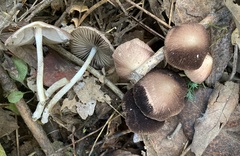 Psathyrella