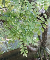 Styphnolobium affine