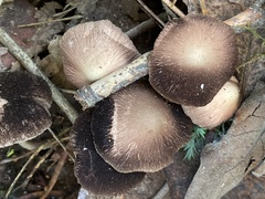 Psathyrella