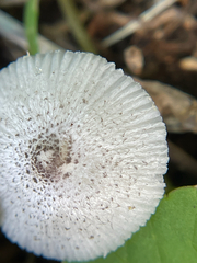 Leucocoprinus