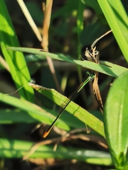 Agriocnemis pygmaea