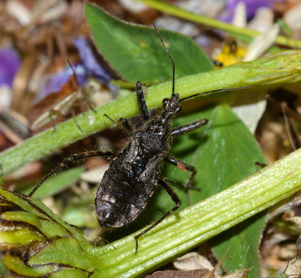 Thorne Assassin Bug
