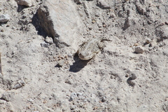 Phrynosoma orbiculare