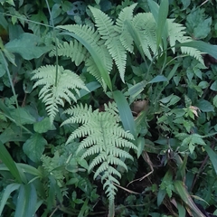 Macrothelypteris torresiana