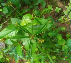 Cyperus albostriatus