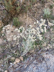 Pseudognaphalium biolettii