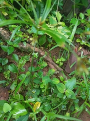 Cyperus albostriatus