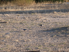 Streptopelia capicola