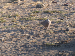 Streptopelia capicola