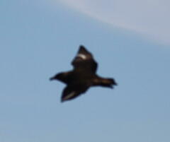 Stercorarius chilensis