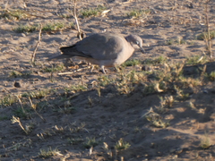 Streptopelia capicola