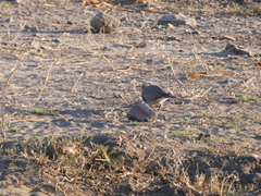Streptopelia capicola