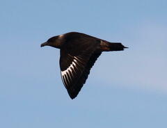 Stercorarius chilensis